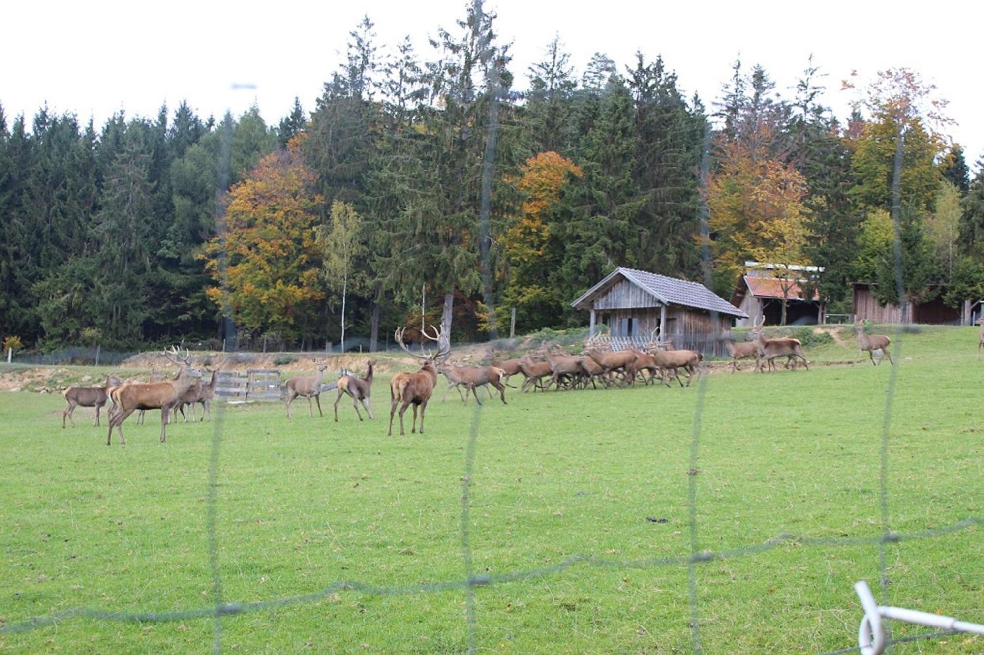 Gasthaus Zur Waldesruh Waffenbrunn المظهر الخارجي الصورة